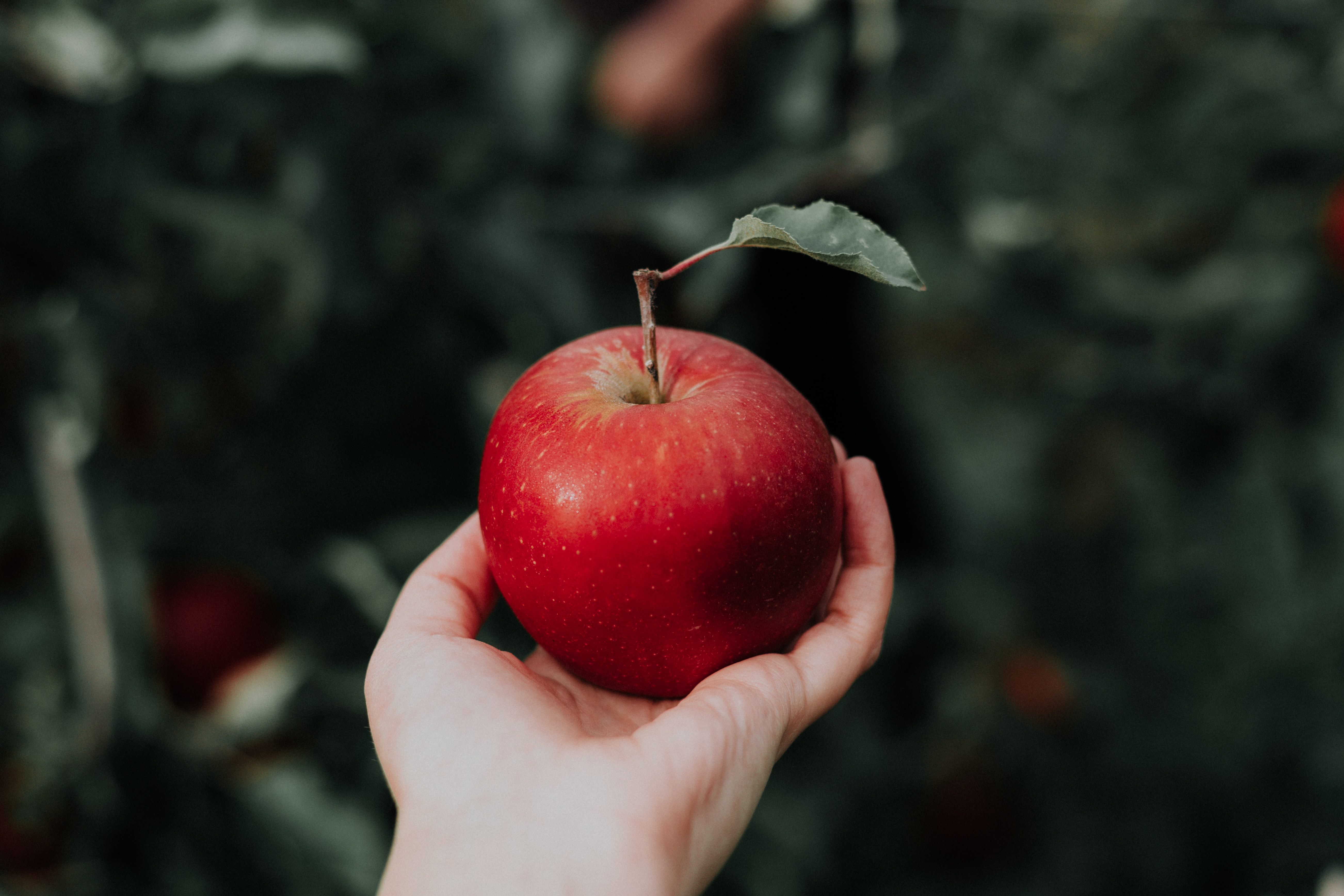 alma szív egészségügyi előnyei