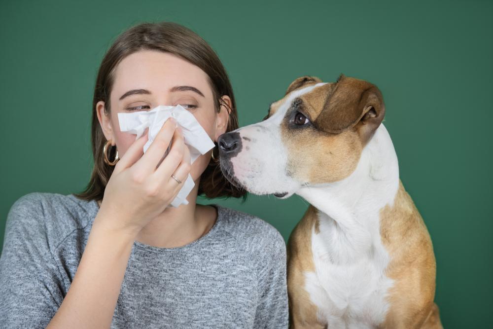 asztma allergia